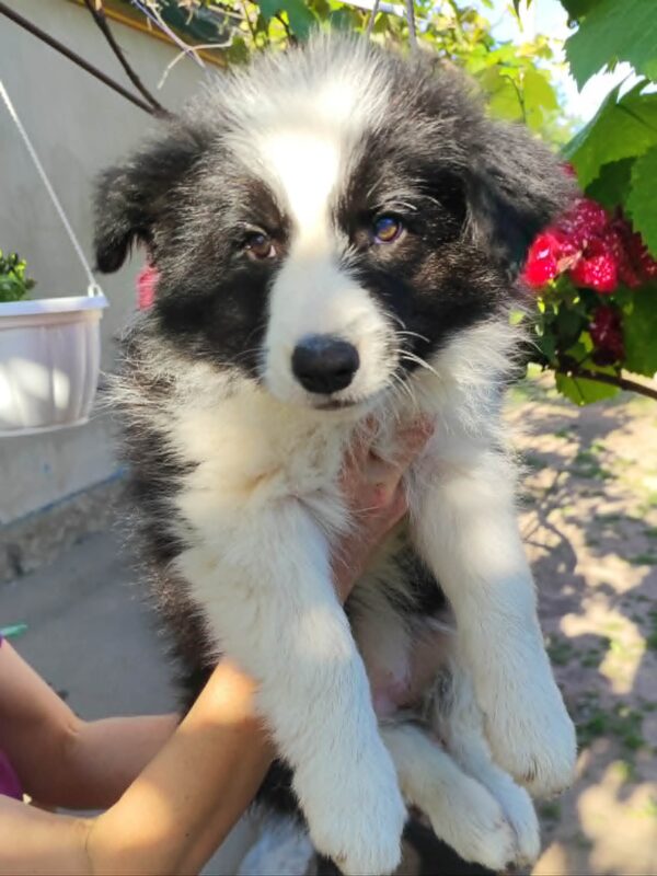 Eleonora Border Collie Eleonora Border Collie