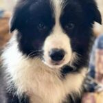Elessa-female-Border-Collie-puppy-for-sale-1