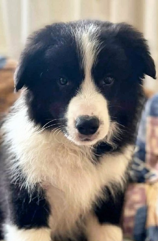 Elessa Border Collie Elessa Border Collie