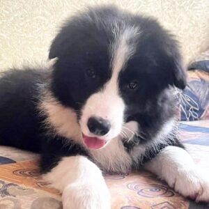 Elessa Border Collie Elessa Border Collie