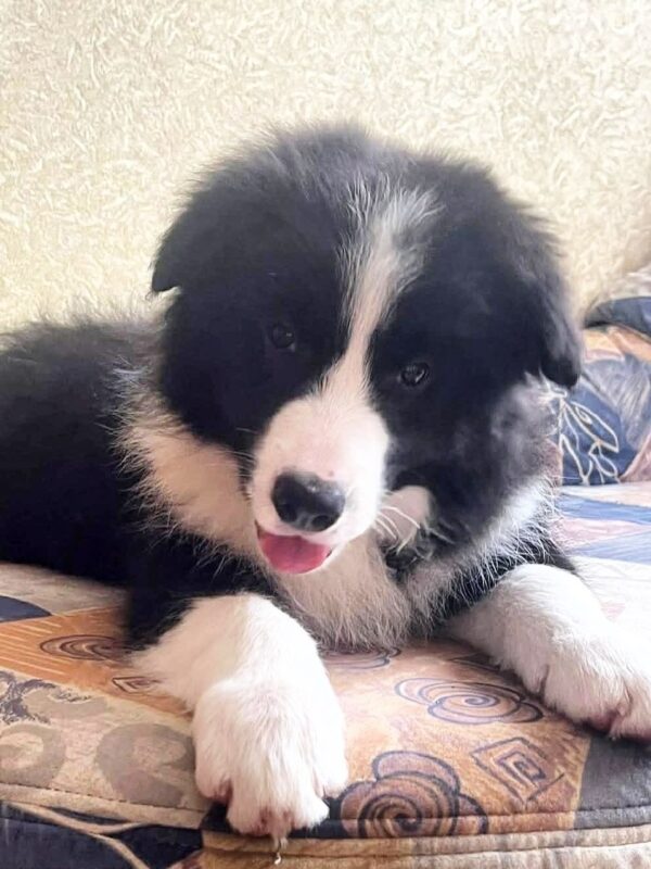 Elessa Border Collie Elessa Border Collie