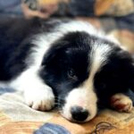 Elessa-female-Border-Collie-puppy-for-sale-3