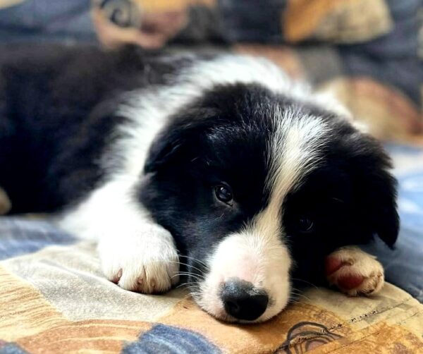Elessa Border Collie Elessa Border Collie