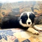 Elessa-female-Border-Collie-puppy-for-sale-4