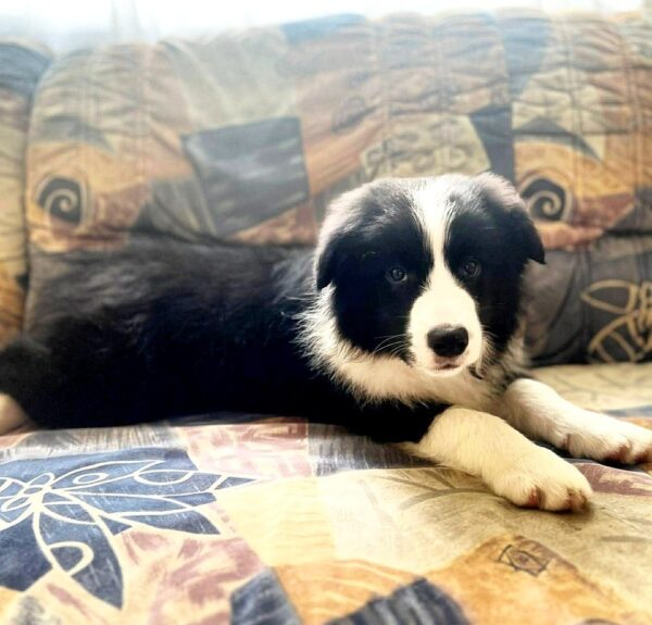 Elessa Border Collie Elessa Border Collie