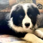 Elessa-female-Border-Collie-puppy-for-sale-5