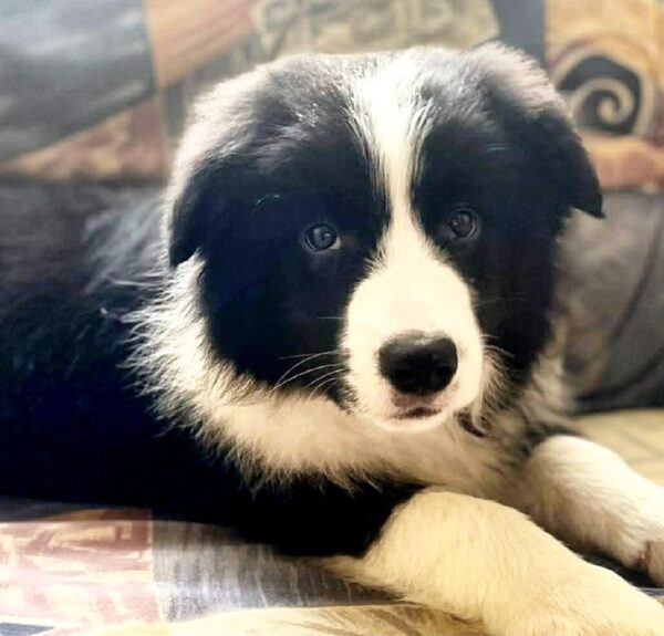 Elessa Border Collie Elessa Border Collie