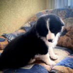 Elessa-female-Border-Collie-puppy-for-sale-6