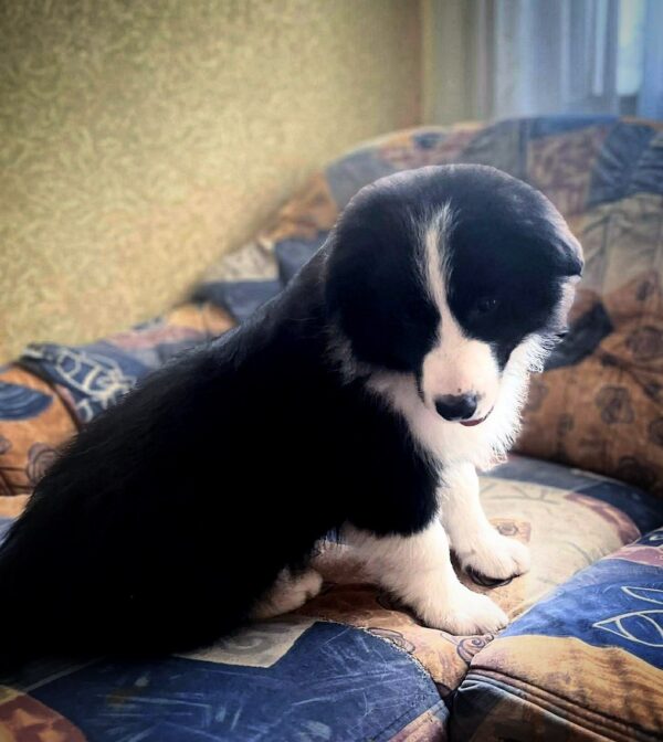 Elessa Border Collie Elessa Border Collie