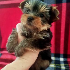 Ella Yorkshire Terrier Ella Yorkshire Terrier