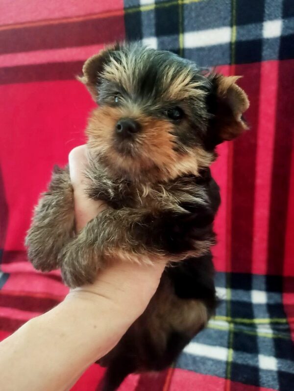 Ella Yorkshire Terrier Ella Yorkshire Terrier