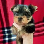 Emily-female-Yorkshire-Terrier-puppy-for-sale-1