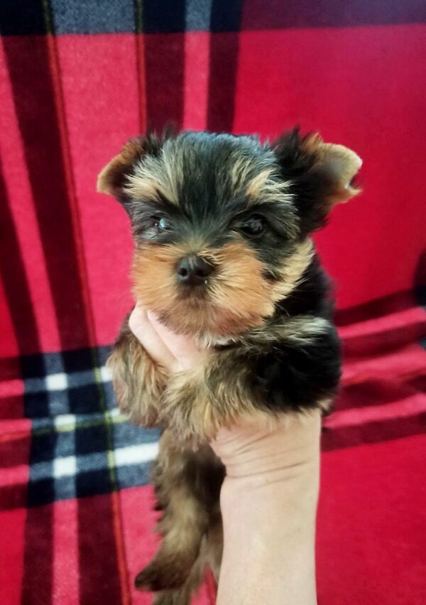 Emily Yorkshire Terrier Emily Yorkshire Terrier