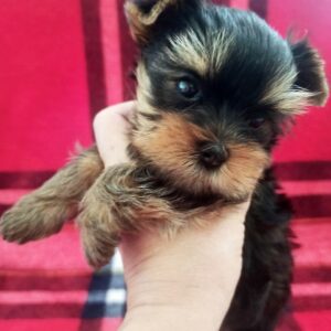 Emma Yorkshire Terrier Emma Yorkshire Terrier