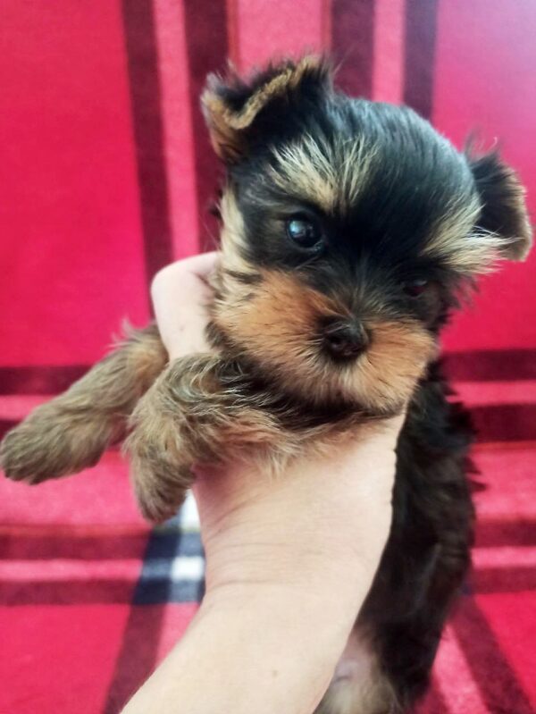 Emma Yorkshire Terrier Emma Yorkshire Terrier