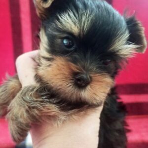 Emma Yorkshire Terrier Emma Yorkshire Terrier