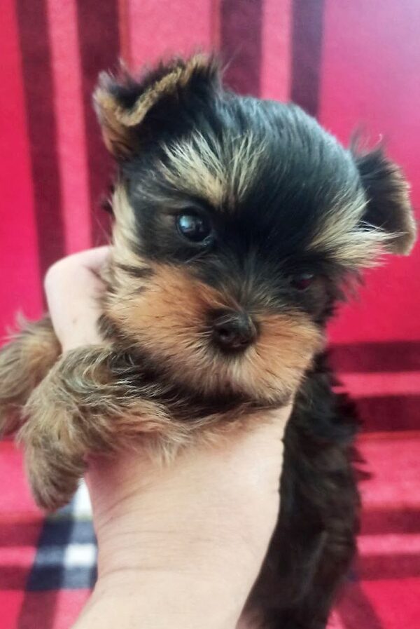 Emma Yorkshire Terrier Emma Yorkshire Terrier