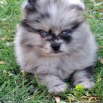 Enzo-male-pomeranian-puppy-for-sale- (1)