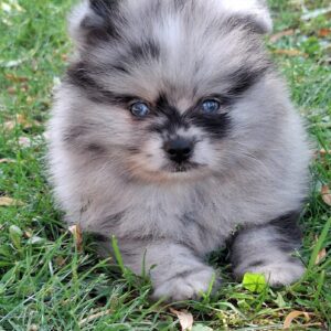 Enzo Pomeranian Enzo Pomeranian