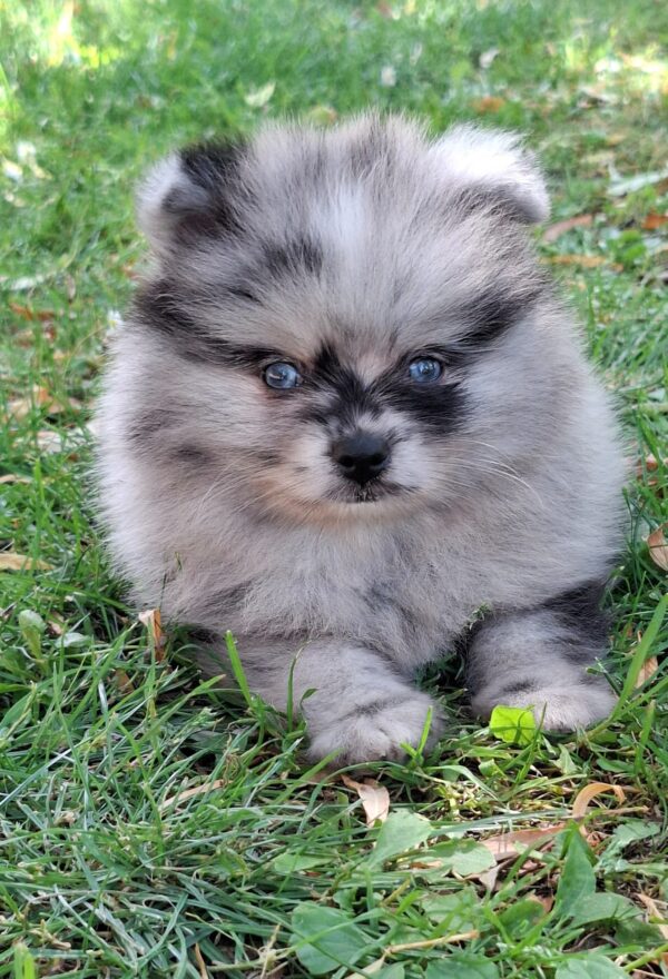 Enzo Pomeranian Enzo Pomeranian