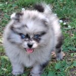 Enzo-male-pomeranian-puppy-for-sale- (2)