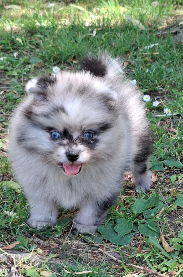 Enzo Pomeranian Enzo Pomeranian