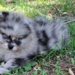 Enzo-male-pomeranian-puppy-for-sale- (3)