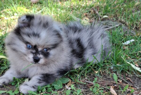 Enzo Pomeranian Enzo Pomeranian