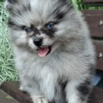 Enzo-male-pomeranian-puppy-for-sale- (4)