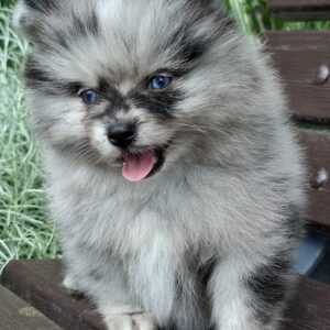 Enzo Pomeranian Enzo Pomeranian