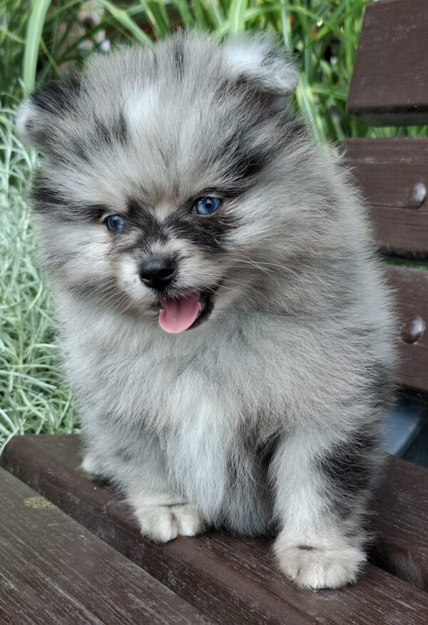 Enzo Pomeranian Enzo Pomeranian
