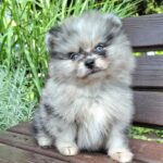 Enzo-male-pomeranian-puppy-for-sale- (5)
