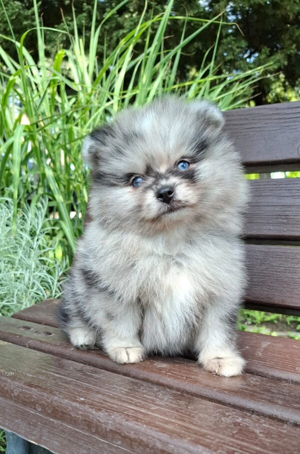 Enzo Pomeranian Enzo Pomeranian