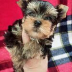 Ethan-male-Yorkshire-Terrier-puppy-for-sale-1