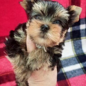 Ethan Yorkshire Terrier Ethan Yorkshire Terrier