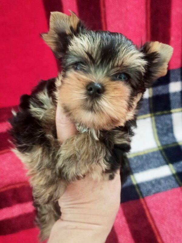 Ethan Yorkshire Terrier Ethan Yorkshire Terrier