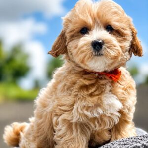 Faith Maltipoo Faith Maltipoo