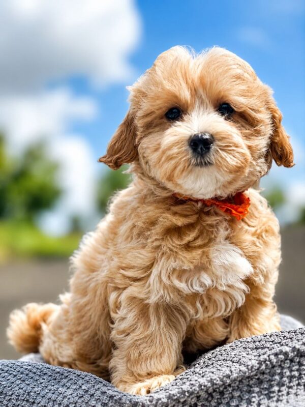 Faith Maltipoo Faith Maltipoo