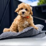Faith-female-Maltipoo-puppy-for-sale-2