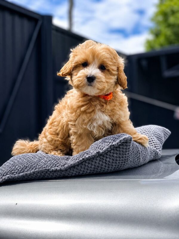 Faith Maltipoo Faith Maltipoo