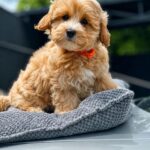 Faith-female-Maltipoo-puppy-for-sale-3