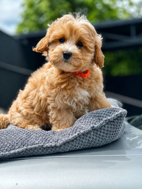 Faith Maltipoo Faith Maltipoo