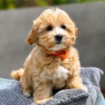 Faith-female-Maltipoo-puppy-for-sale-4