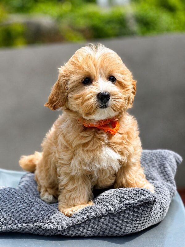 Faith Maltipoo Faith Maltipoo