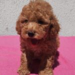 Faith-female-maltipoo-puppy-for-sale- (1)