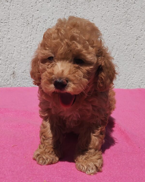 Faith Maltipoo Faith Maltipoo