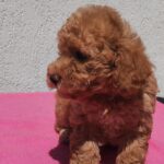 Faith-female-maltipoo-puppy-for-sale- (2)