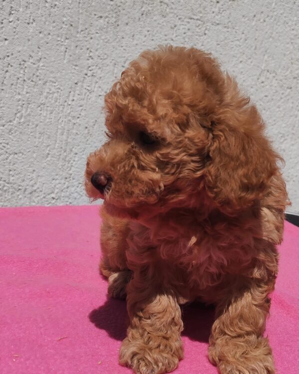 Faith Maltipoo Faith Maltipoo