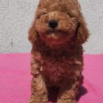 Faith-female-maltipoo-puppy-for-sale- (3)
