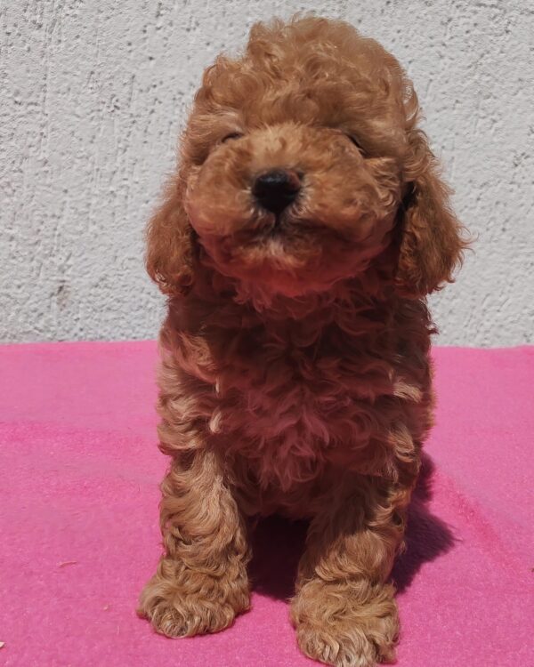 Faith Maltipoo Faith Maltipoo